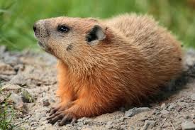 ground-hog