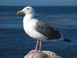 gull