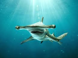 hammerhead