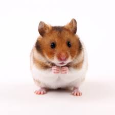 hamster