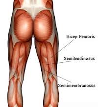 hamstring