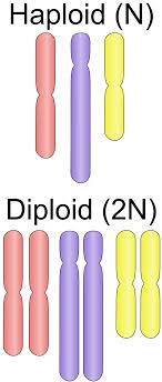 haploid