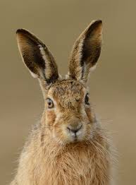 hare