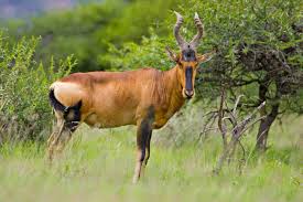 hartebeest