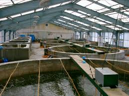 hatchery