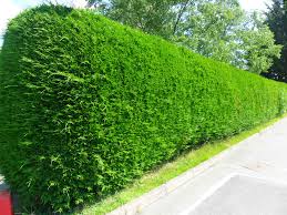 hedge