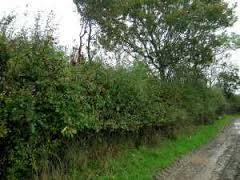 hedgerow