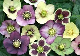 hellebore