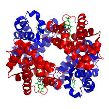 hemoglobin