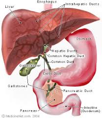 hepatic