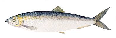 herring