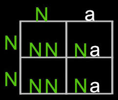 heterozygous