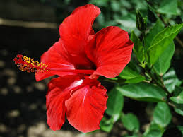 hibiscus