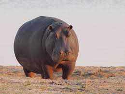 hippo