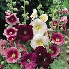 hollyhock