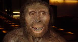 hominid