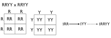 homozygous