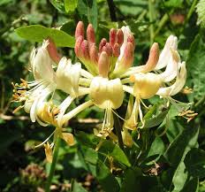 honeysuckle