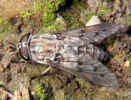 horsefly