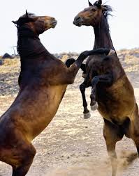 horseplay