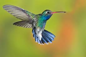 hummingbird