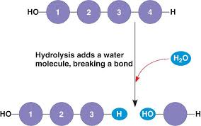 hydrolysis