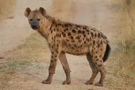 hyena