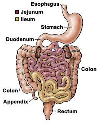 ileum