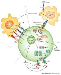 immunosuppressive