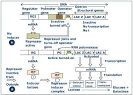 inducible