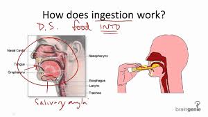 ingestion