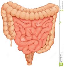 intestines