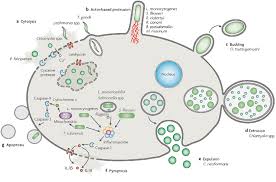 intracellular