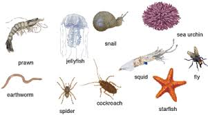 invertebrate