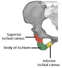 ischium