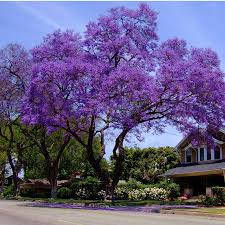 jacaranda