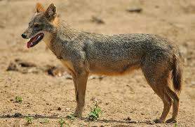 jackal