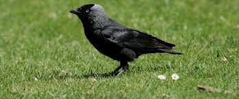 jackdaw