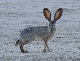 jackrabbit