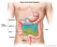 jejunum