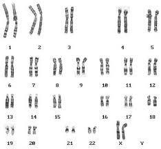 karyotype