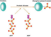 kinase