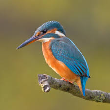 kingfisher