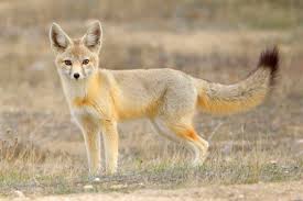 kit-fox