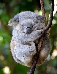 koala