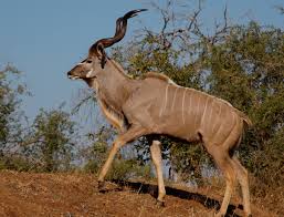 kudu