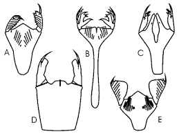 labium