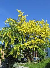 laburnum