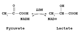 lactate