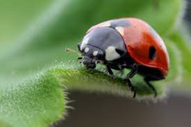 ladybird